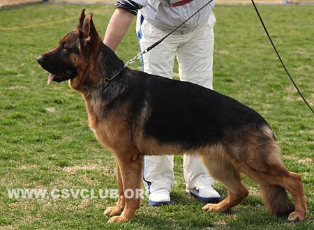SG1 5009 乌索斯，Ursus von Woodland，CSZ107199，犬主：韩彬