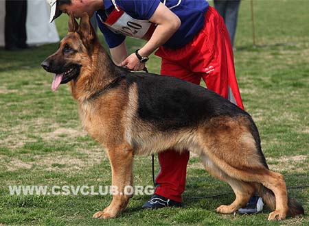 SG2 5020 艾丁，Etting von GuangYou，CSZ112888，犬主：林永培