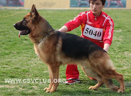 SG3 5040 德菲杜，Defeidu von TaiMei，CSZ119133，犬主：张健