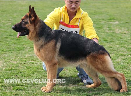 SG4 5032 吉力，Jillq von ZhenDe，CSZ109916，犬主：魏凯辉