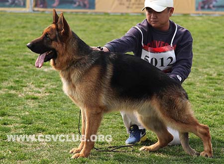 SG5 5012 马力奴，Marino von QingDaoFuLin，CSZ115895，犬主：韩颖宽