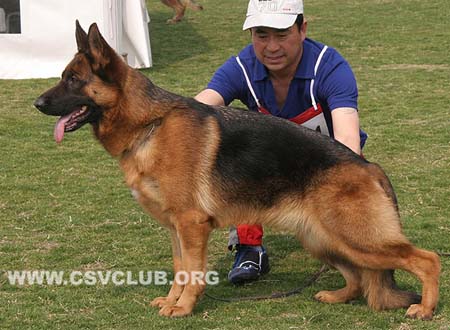 SG1 6064 占卡特拉，Jacatra von HaiLin，CSZ118005，犬主：尹飞
