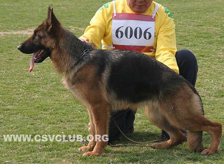 SG2 6006 菲丽雅，Filija von JingPin，CSZ109710，犬主：陈小军