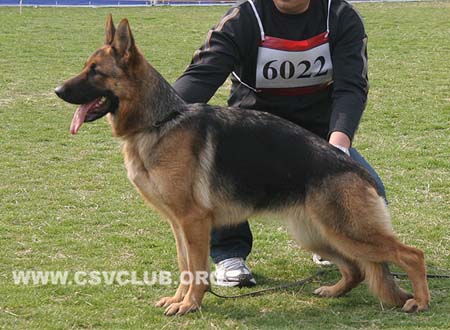 SG3 6022 奥塔利，Ops von WeiSheng，CSZ117925，犬主：纪增武