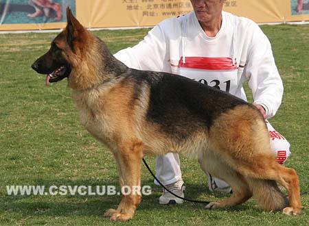 SG4 6031 法罗，Faro von GuangYou，CSZ118603，犬主：李金明