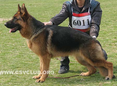 SG5 6011 蔻克凯，Cocki von Baoheng，CSZ113069，犬主：董军
