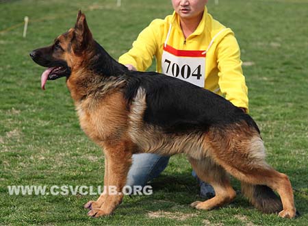 VV1 7004 瓦库，Waco von ZhenDe，CSZ118779，犬主：樊永利