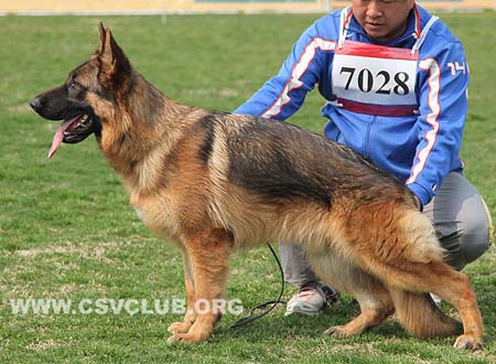 VV2 7028 奥拉尼度斯，Orlandosq von DeQin，CSZ119284，犬主：于建波