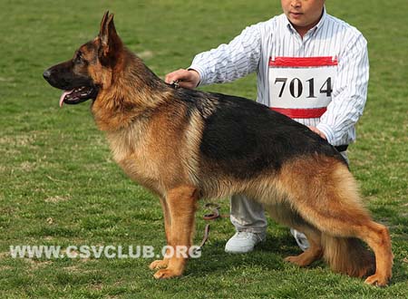 VV3 7014 芬杜，Fendo von Wan He，CSZ137048，犬主：李伯顺