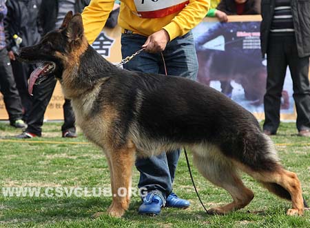 VV4 7026 吉克波，Gicho von JinLiang，CSZ124468，犬主：杨素辰
