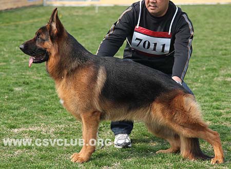 VV5 7011 酷，Qu von WeiSheng，CSZ120032，犬主：纪增武