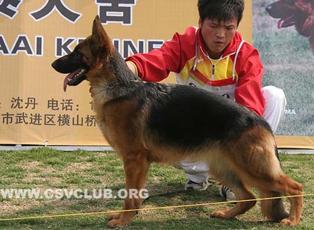 VV1 8030 居迪特，Judith von HengTai，CSZ125342，犬主：王守彬