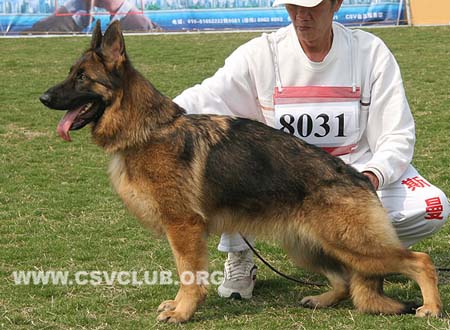 VV2 8031 森特爱，Cinty von BoYu，CSZ125660，犬主：王喜庆