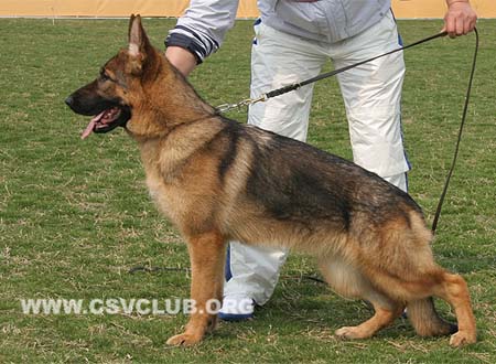 VV3 8010 力维尼，Livi von Dossel，CSZ125653，犬主：韩彬
