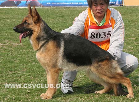 VV4 8035 艾力古，Irsi von YulLei，CSZ122147，犬主：翟学喜