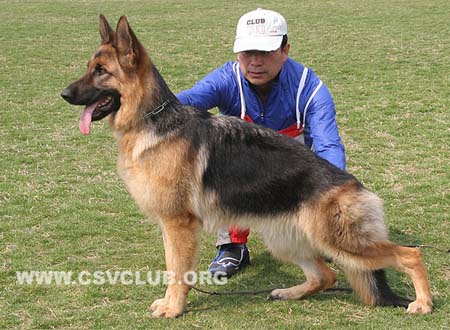 VV5 8019 法力格，Vary von JingHua，CSZ128493，犬主：李岩