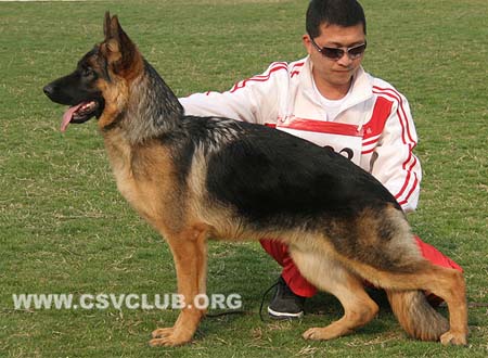 VV1 9022 艾木波拉特，Imperator von ZhongDu，CSZ132309，犬主：邹文亭