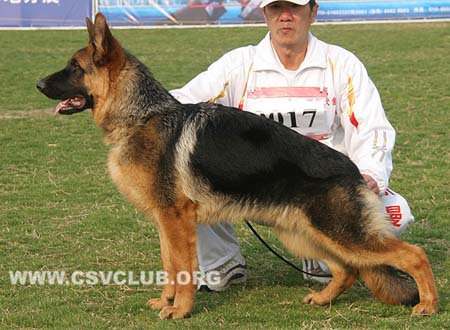 VV2 9017 驰库，Chico von Shui Quan，CSZ136391，犬主：吴昭明