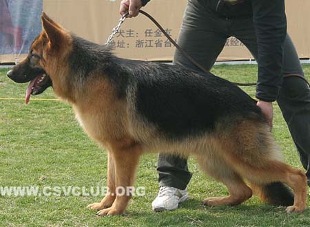 VV3 9021 蒙主，Monzo von ZhaoHong，CSZ137076，犬主：赵宏