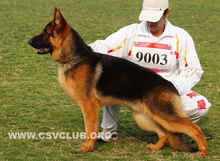 VV5 9003 弗劳若提，Florentine von KaiDi，CSZ132300，犬主：高飞