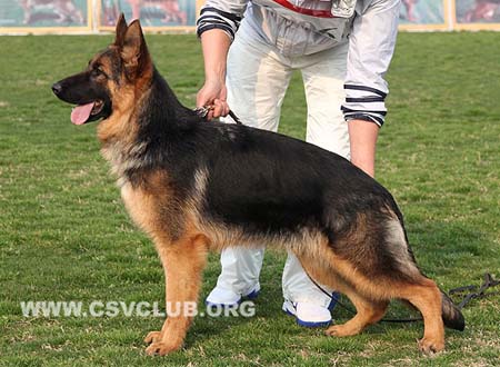 VV1 0006 法赫若娜，Fahrana von Phenix，CSZ130939，犬主：韩林