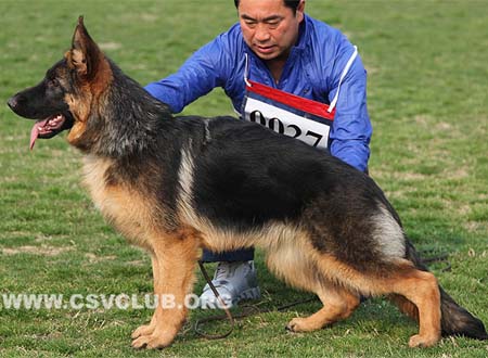 VV2 0027 海力德特力特，Heldtritt von NingBoTianYi，CSZ137282，犬主：赵勇