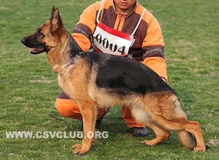 VV3 0004 哈满尼达，Hamanda von JinQuan，CSZ135481，犬主：冯小华