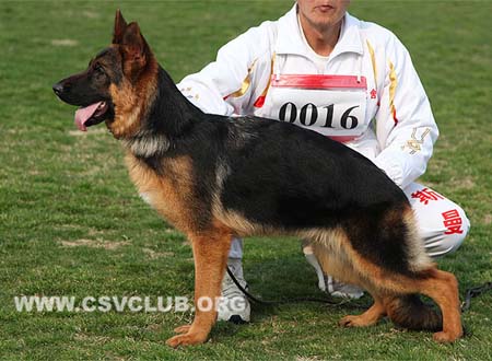 VV4 0016 蒂娜，Dinah von JinRuiCheng，CSZ137286，犬主：邵泽民