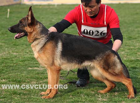 VV5 0026 弗瑞雅，Freia von NingBoTianYi，CSZ135084，犬主：赵勇