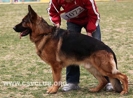 V1 1072 达克斯，Dax de Intercanina，CSZ8002188，犬主：郑年康