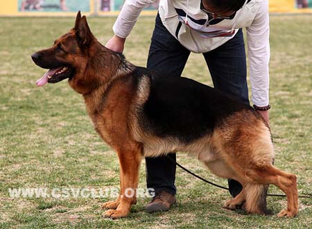 V2 1074 优猛，Yumo vom Finkenschlag，CSZ8002359，犬主：朱道虎