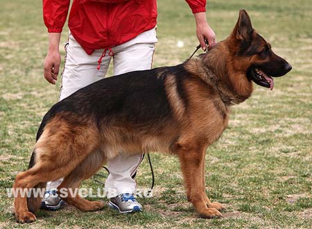 V3 1011 红狼，Cesso von Dossel，CSZ82001，犬主：韩彬