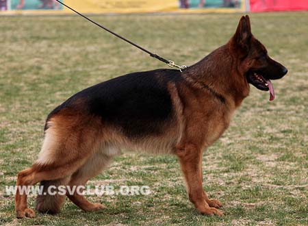 V4 1029 托尼尔，Toni von der Rieser Perle，CSZ8002372，犬主：刘杰（万豪）