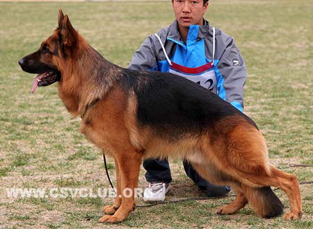 V5 1012 萨诺，Xano von der Freiheit Westerholt，CSZ8002255，犬主：韩林