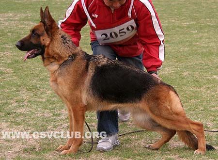 V1 2059 瑞力，Relli  von WeiSheng，CSZ65517，犬主：任金友
