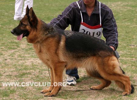 V2 2019 齐雅迪，Quadi von ZhenDe，CSZ62022，犬主：樊永利