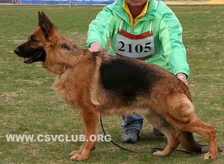 V3 2105 杜比，Djubi vom Valtenberg，CSZ8001835，犬主：赵振平
