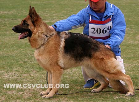V4 2069 波卡萨，Becca von TaiHe，CSZ93312，犬主：王立民(泰和)