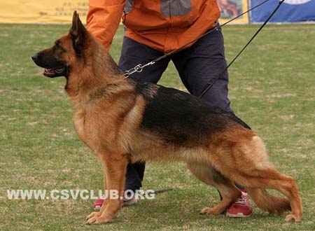 V5 2067 坎萨，Cantha von WenHao，CSZ84560，犬主：田传军
