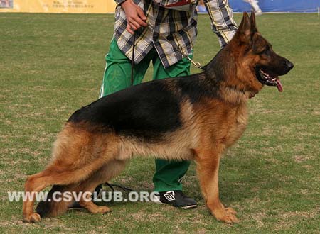 SG2 3020 卡克，Cak von TianZhong，CSZ102723，犬主：李娟(天中)