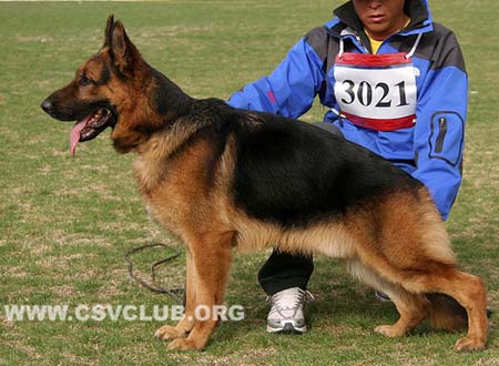 SG3 3021 本尼，Benniq von JiangSuXingLong，CSZ98244，犬主：刘满松