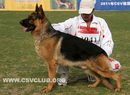 SG4 3041 派力，Perry von JingXing，CSZ108264，犬主：张泽峰