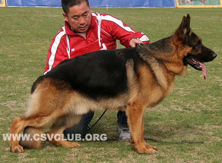 SG5 3014 查斯库，Chasko von LianDeSheng，CSZ110569，犬主：季骏秋