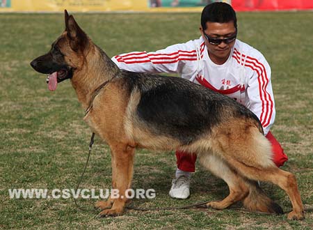 SG1 4028 帕欧拉，Paola vom Grafenbrunn，CSZ8002448，犬主：李深义