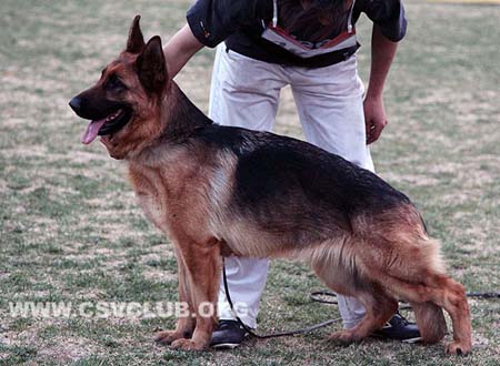 SG2 4019 海力斯，Heris von WangZheMuYuan，CSZ110139，犬主：韩永昭