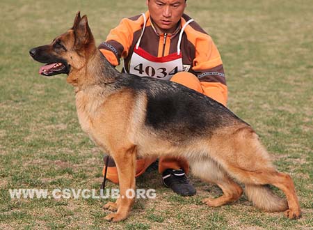 SG3 4034 芬卡，Fenka von GuangXin，CSZ103358，犬主：刘飞