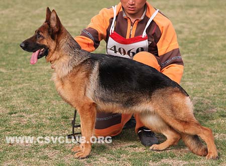 SG4 4060 奥塔利，Ottar von MinDe，CSZ100566，犬主：温敬涛