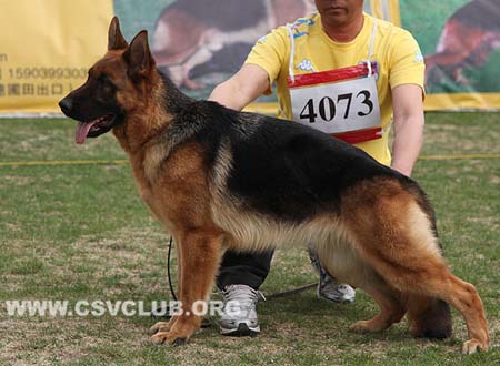 SG5 4073 珂若娜，Corona von JiaBao，CSZ131321，犬主：张松潇