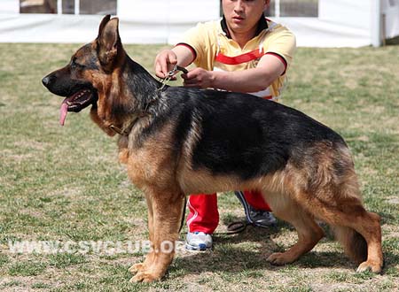 SG1 5007 乌索斯，Ursus von Woodland，CSZ107199，犬主：韩彬