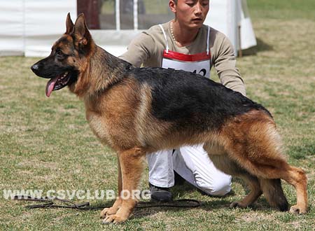 SG2 5042 布鲁姆波，Brumbo von X Z ChaoWei，CSZ113131，犬主：孙红光